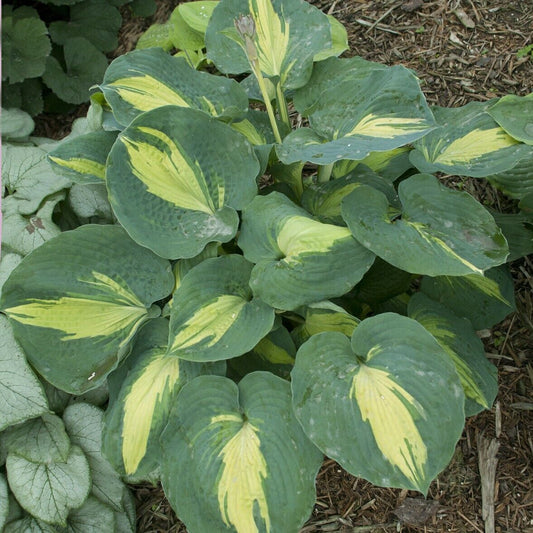 Hosta Dream Weaver Well Rooted 5.25" Pot Perennial  Plant