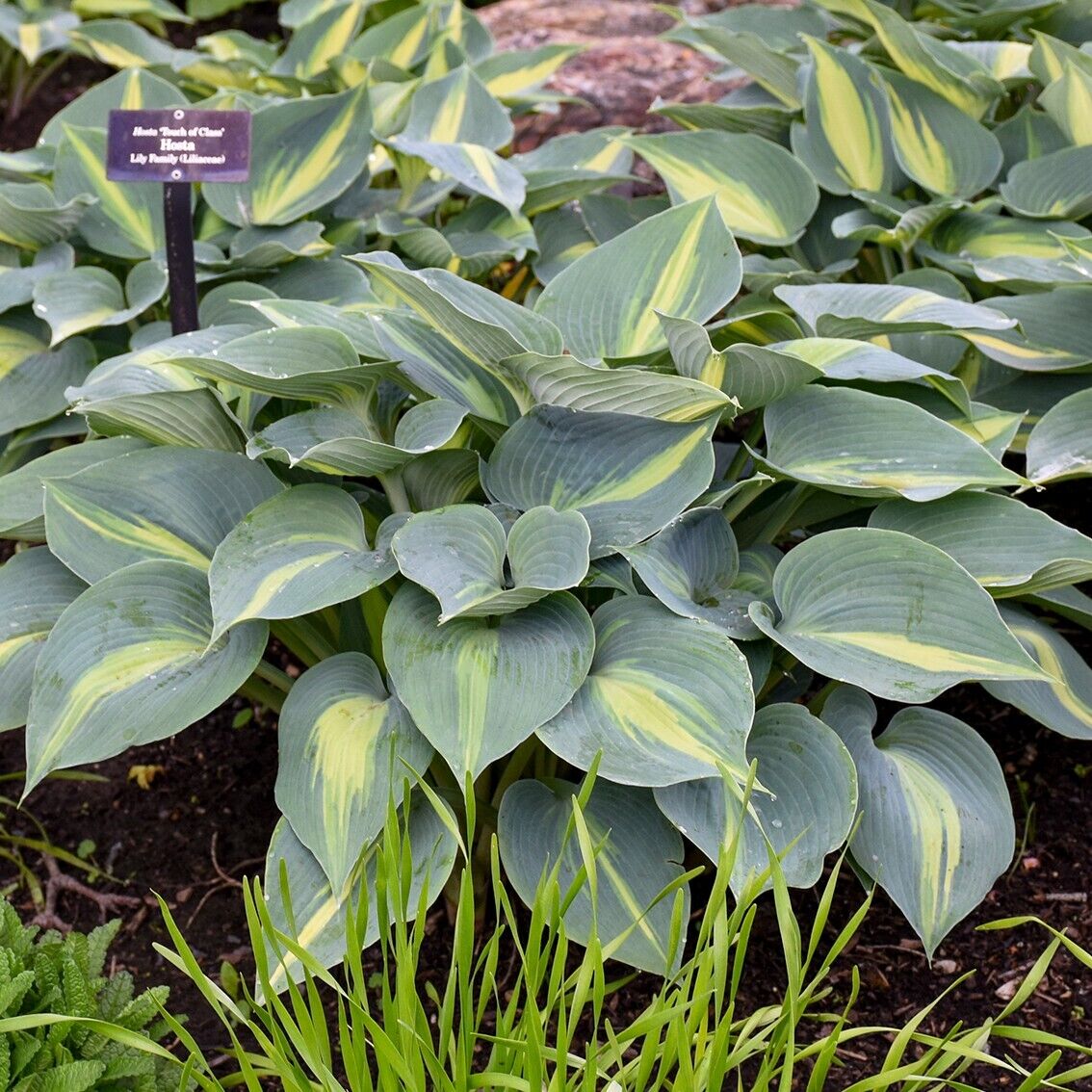 Hosta Touch of Class 5.25" Pot Well Rooted Perennial Shade Plant June Sport