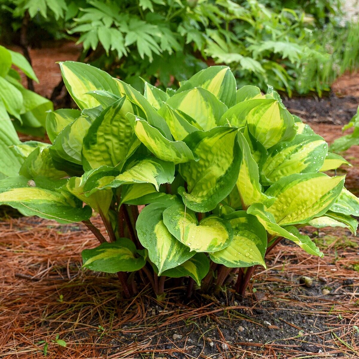 Hosta Island Breeze 5.25" Pot Well Rooted Perennial Shade Small and Colorful