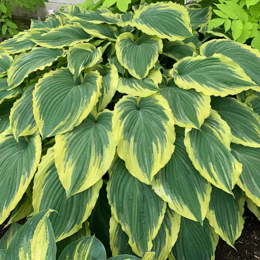 Hosta Drop Dead Gorgeous 5.25" Pot Well Rooted Perennial Shade Plant Stunning