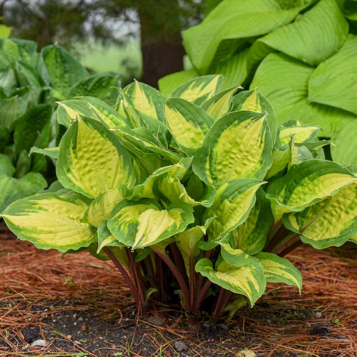 Hosta Island Breeze 5.25" Pot Well Rooted Perennial Shade Small and Colorful