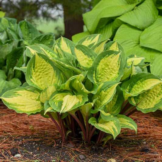Hosta Island Breeze 5.25" Pot Well Rooted Perennial Shade Small and Colorful