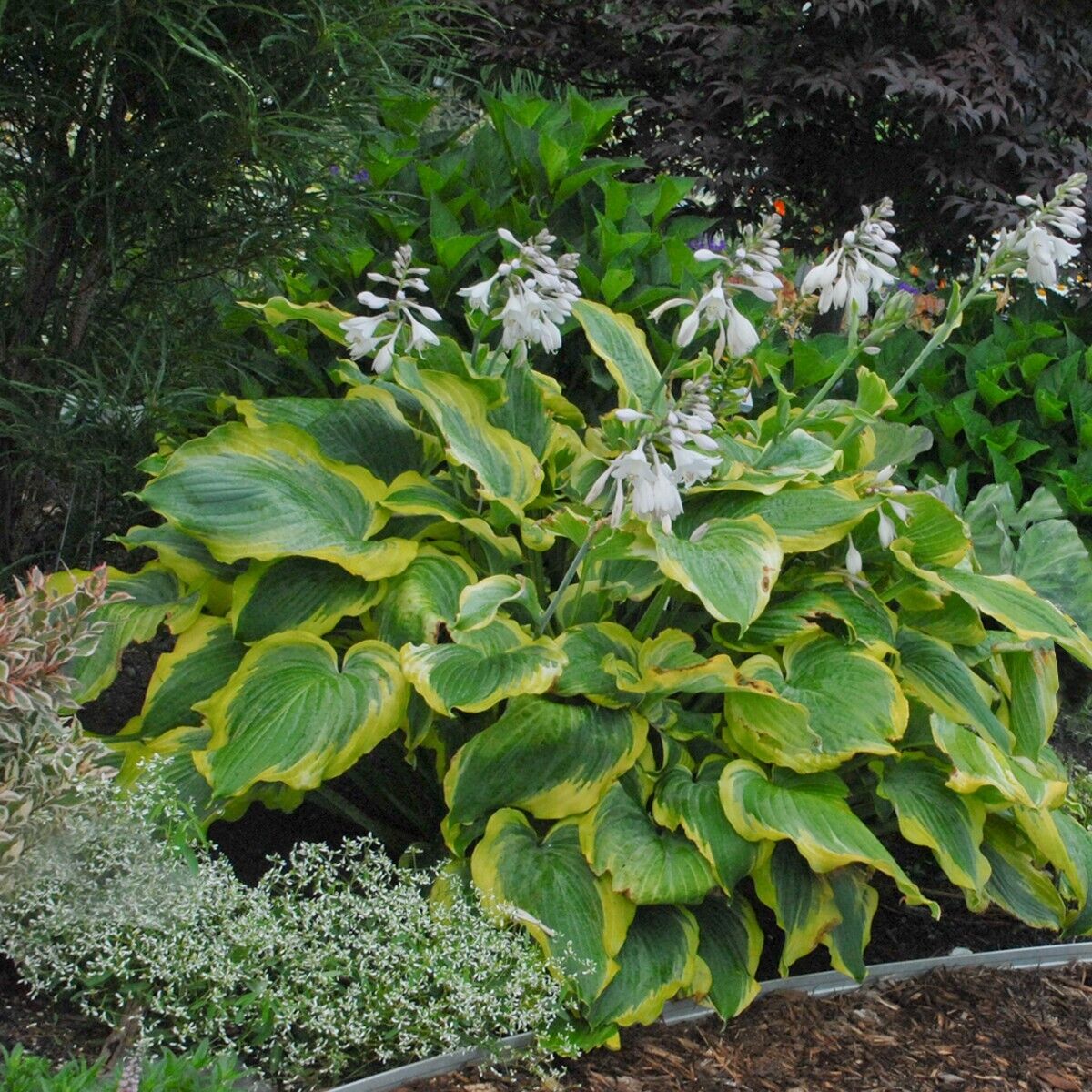 Hosta Seducer 5.25" Pot Well Rooted Perennial Shade Plant Proven Winners