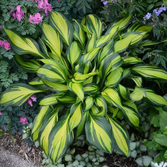 Hosta Rainbow's End Well Rooted 5.25" Pot Perennial Shade Plant GORGEOUS!