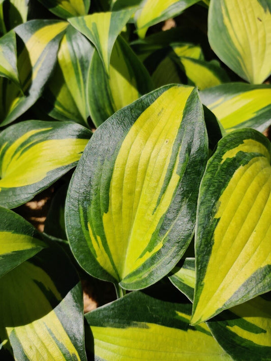 Hosta Party Popper Rooted 5.25" Pot Perennial Colorful Shade Plant