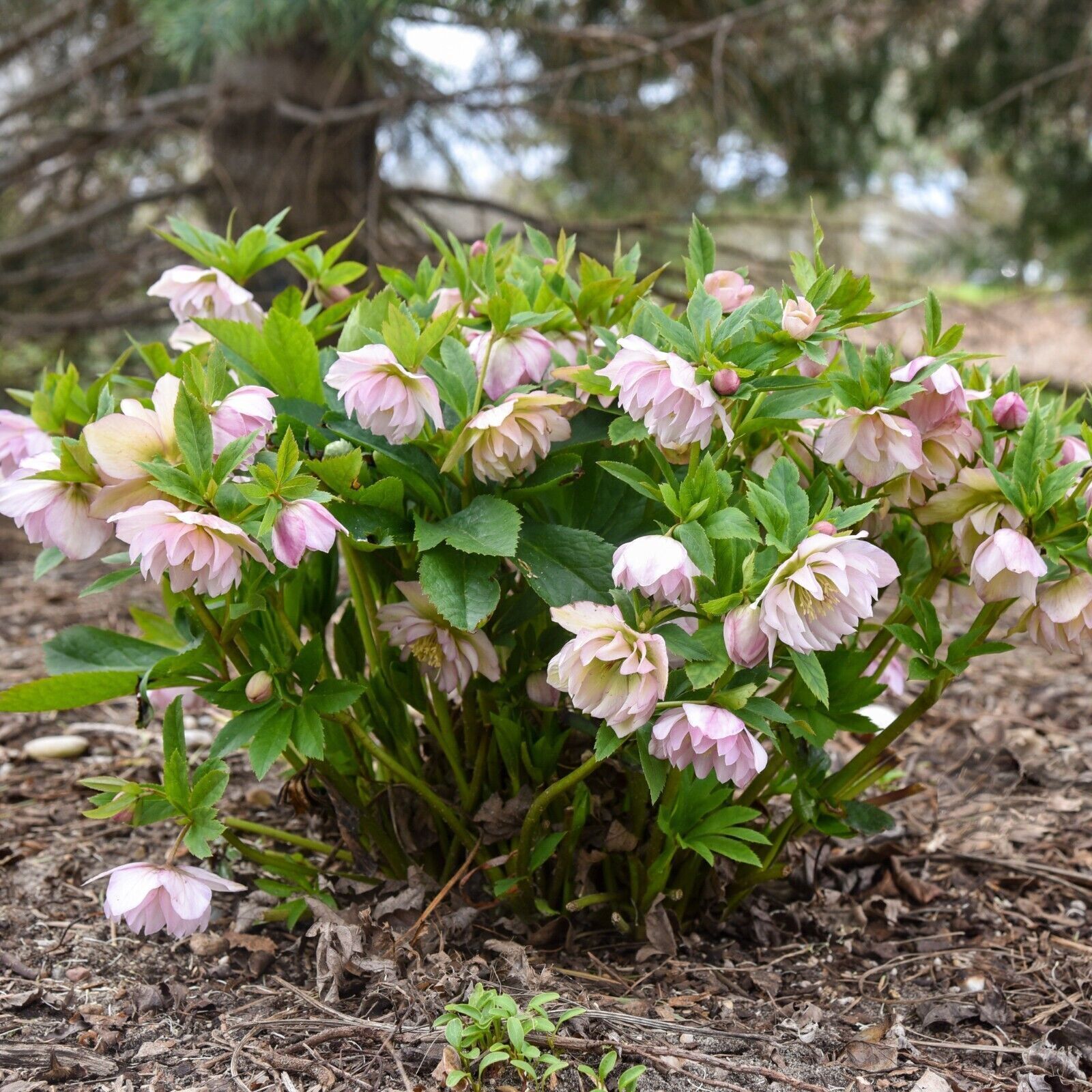 Hellebore 'Flower Girl' Well Rooted 5.25" Pot Perennial Plant Winter Blooms