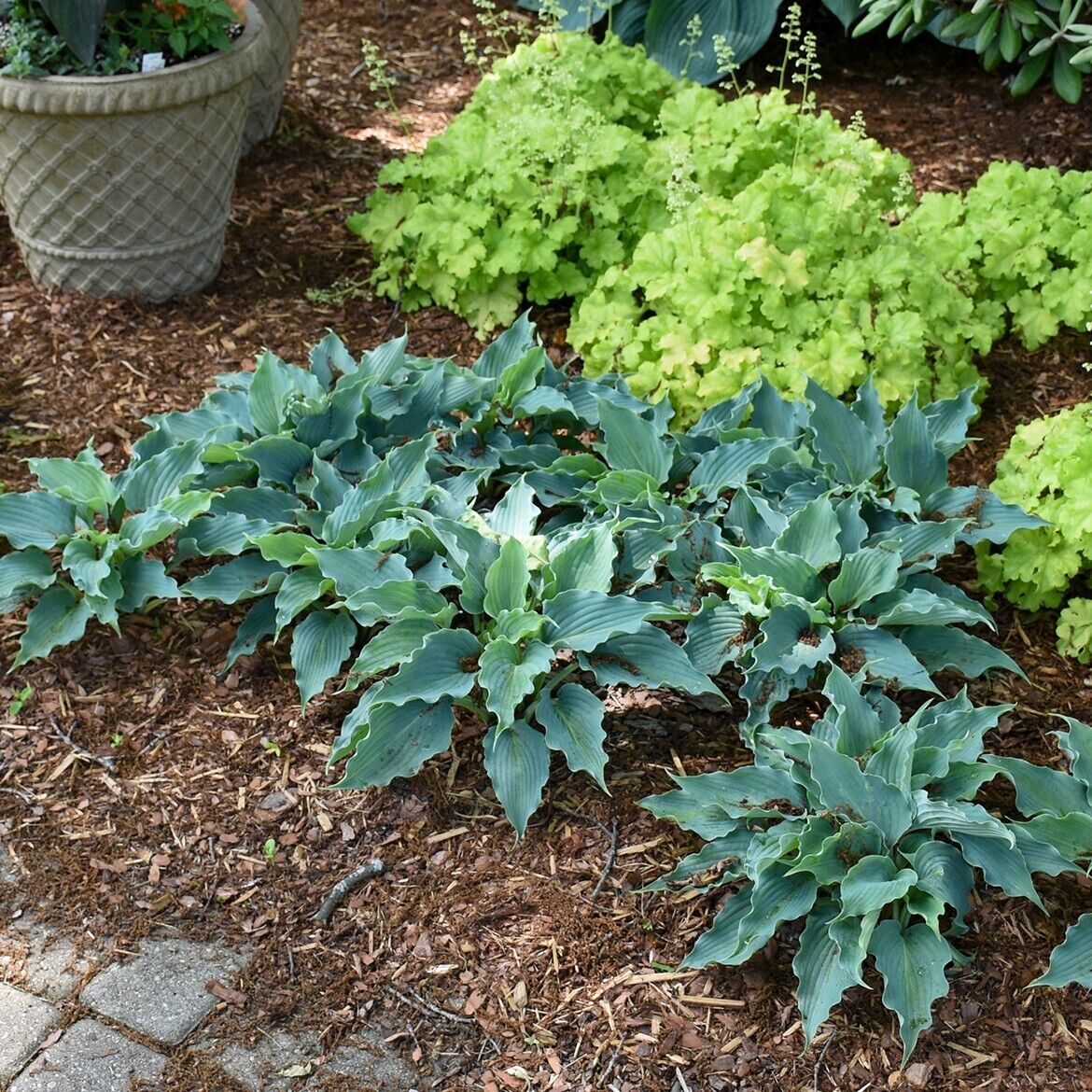 Hosta Waterslide Well Rooted 5.25" Pot Perennial Shade Plant Proven Winners
