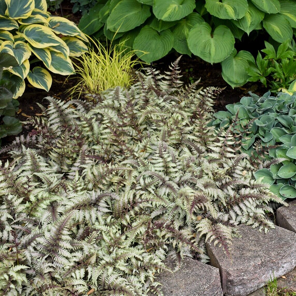 Athyrium niponicum 'Pictum' Japanese Painted Fern Well Rooted Plant 5.25" Pot
