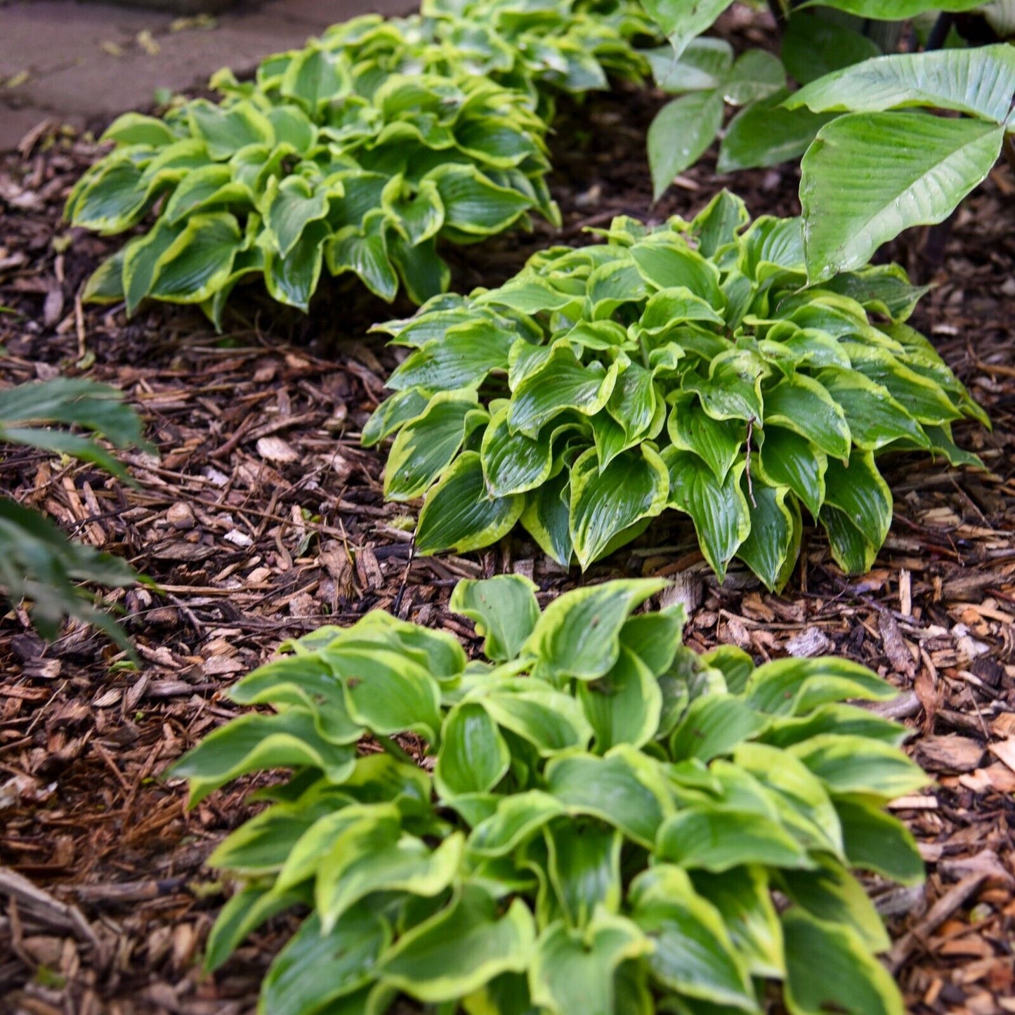 Hosta Wrinkle in Time Well Rooted 5.25" Pot Perennial Shade Hardy Plant