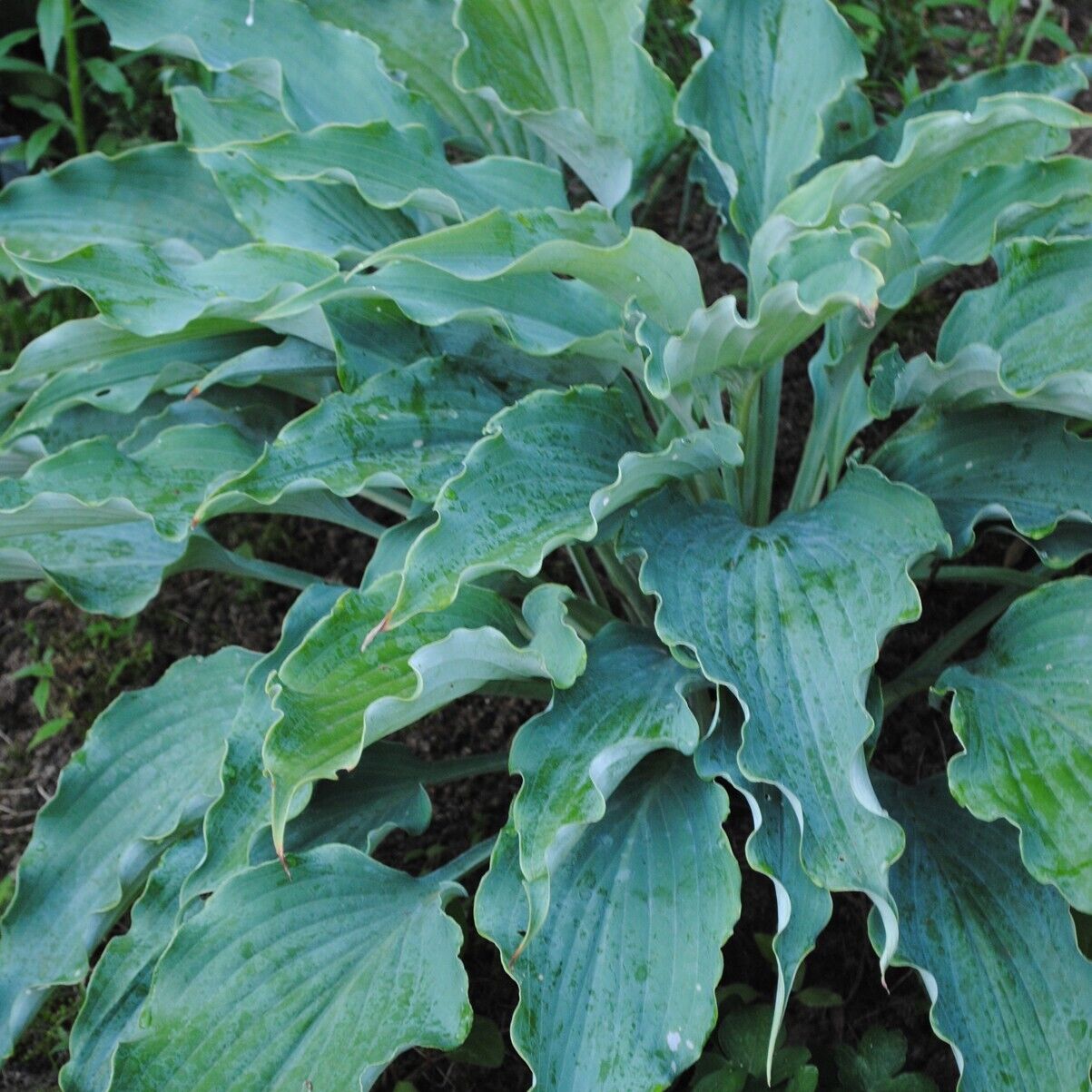 Hosta Neptune Well Rooted 5.25" Pot Perennial Shade 2023 AHGA Hosta of the Year!