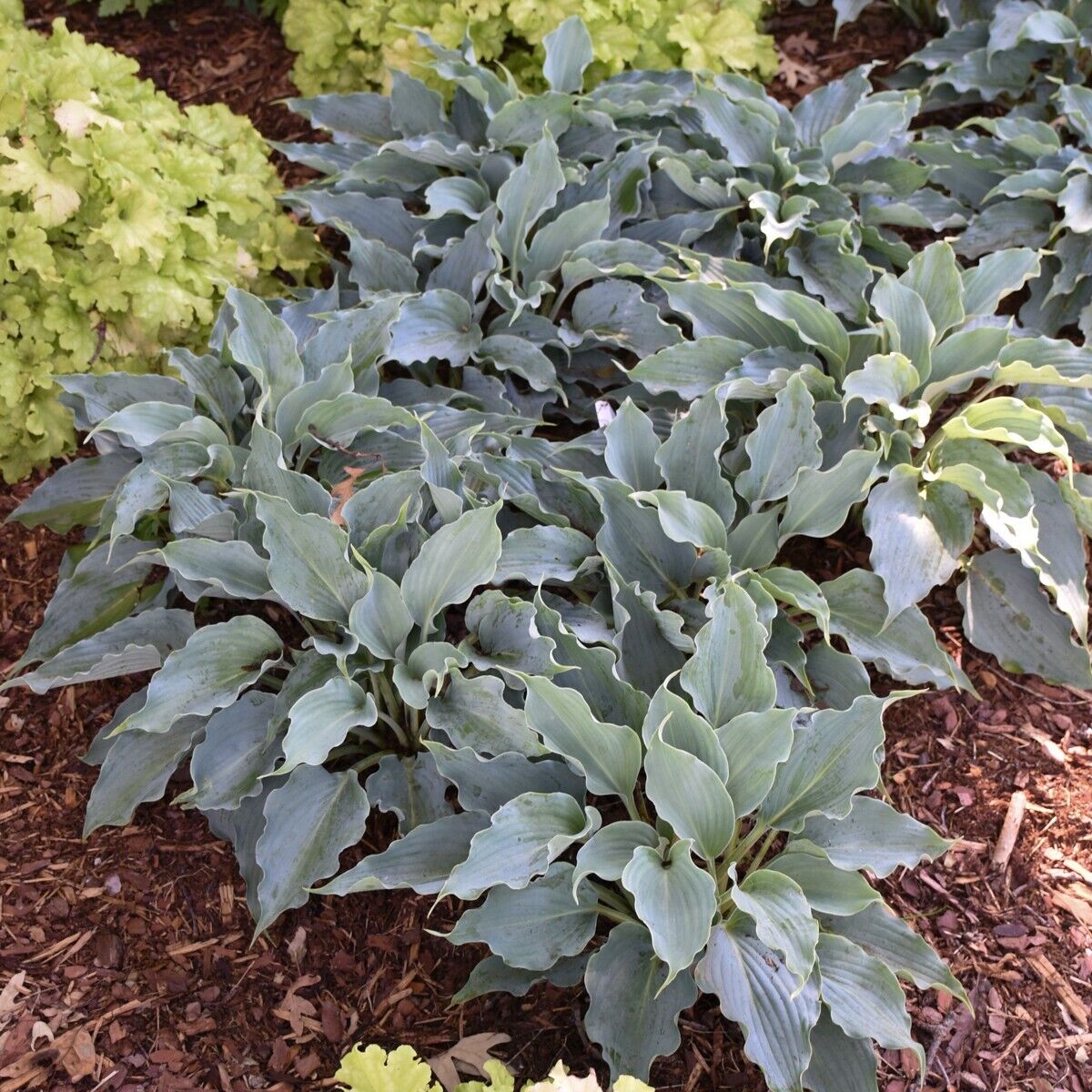 Hosta Waterslide Well Rooted 5.25" Pot Perennial Shade Plant Proven Winners