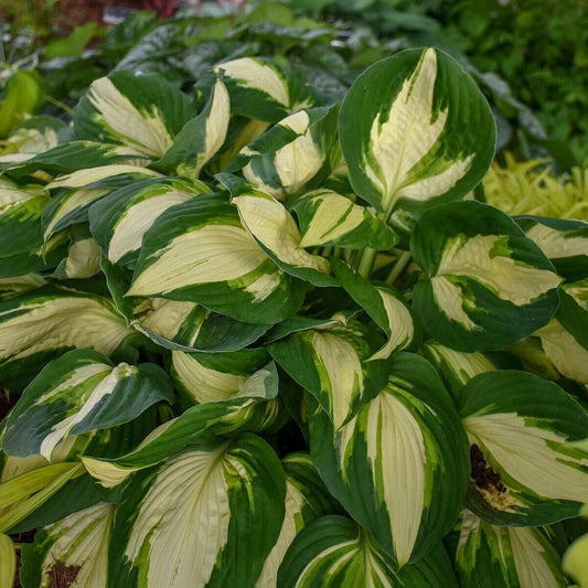 Hosta Vulcan Well Rooted 5.25" Pot Perennial Shade Hardy Plant