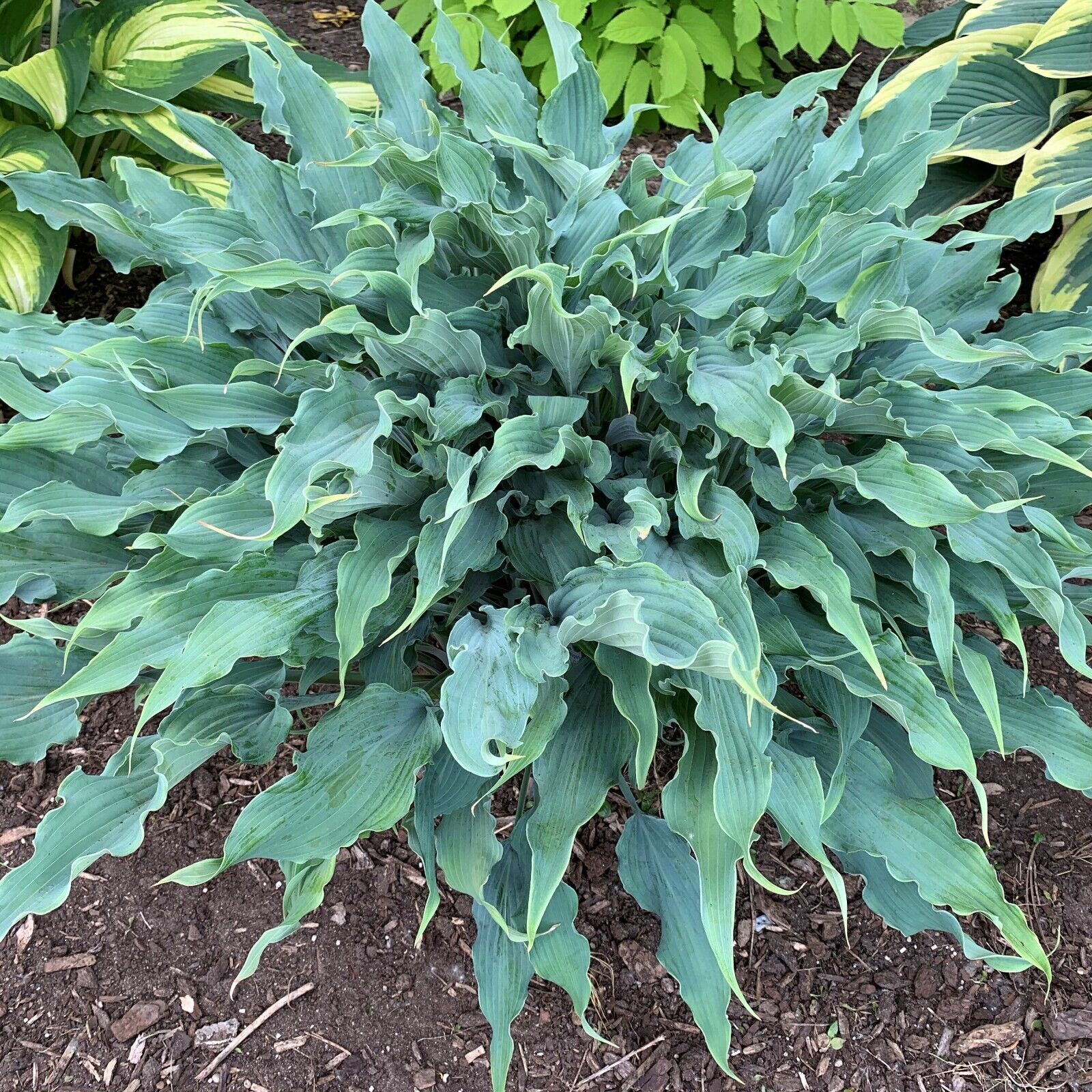 Hosta Wild Imagination 5.25" Pot Well Rooted Perennial Shade Unusual Colorful