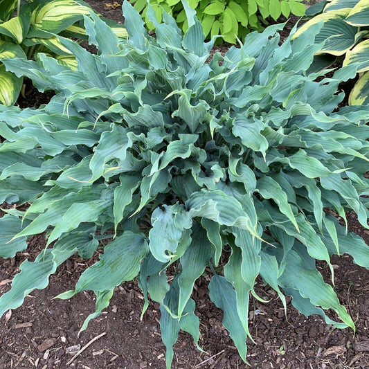 Hosta Wild Imagination 5.25" Pot Well Rooted Perennial Shade Unusual Colorful