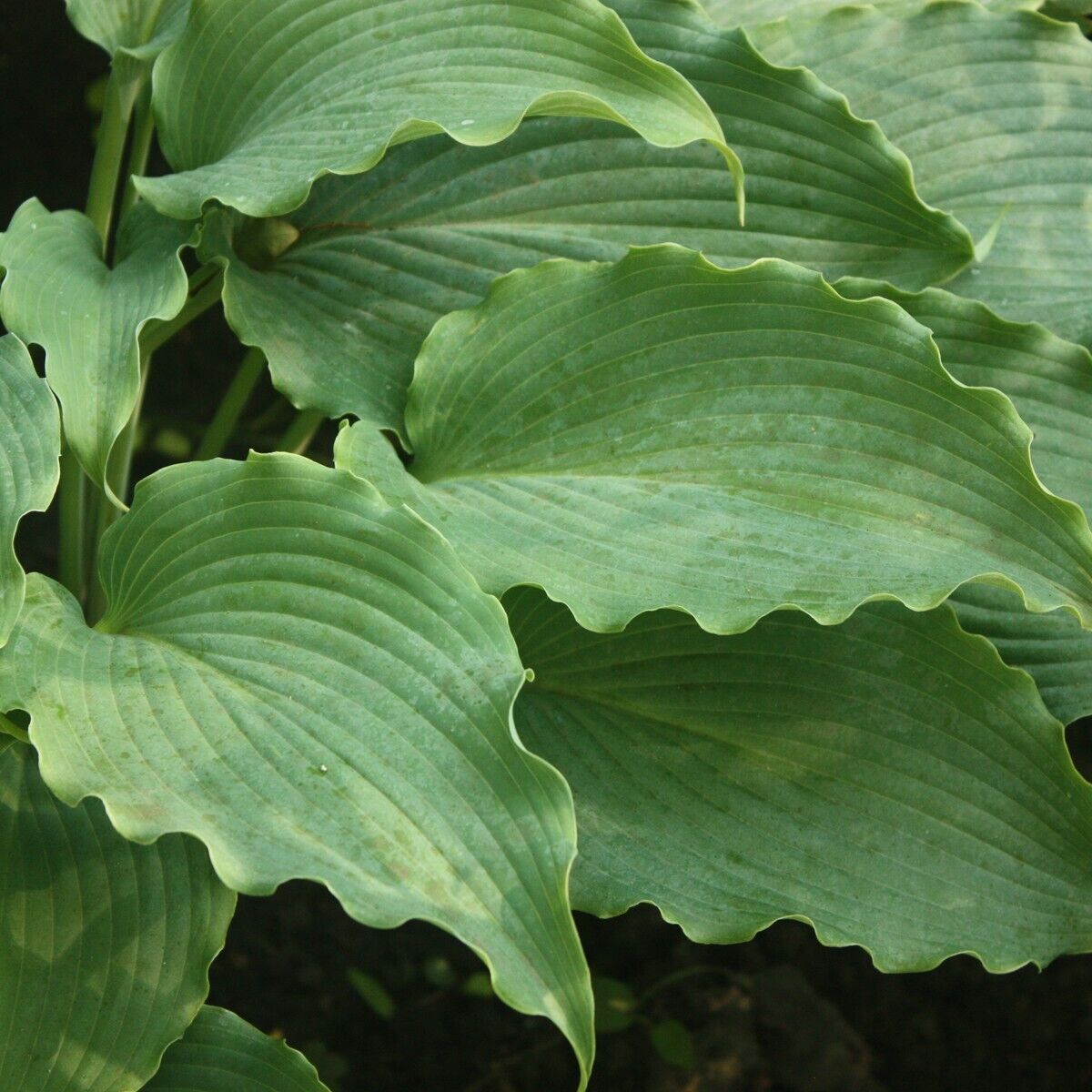 Hosta Neptune Well Rooted 5.25" Pot Perennial Shade 2023 AHGA Hosta of the Year!