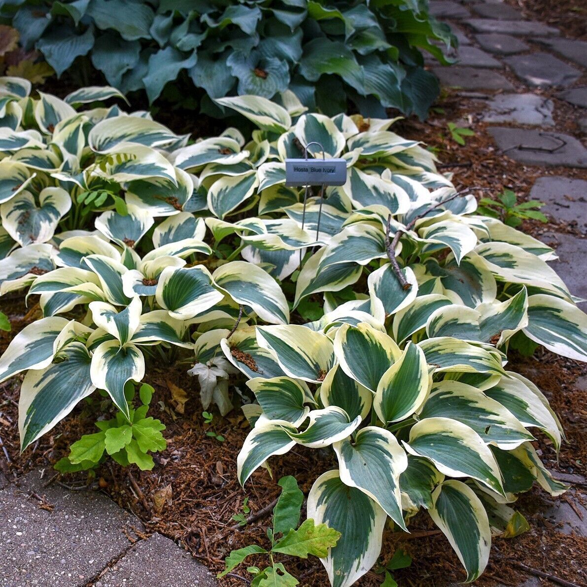 Hosta Blue Ivory 5.25" Pot Well Rooted Perennial Shade Plant Flowers