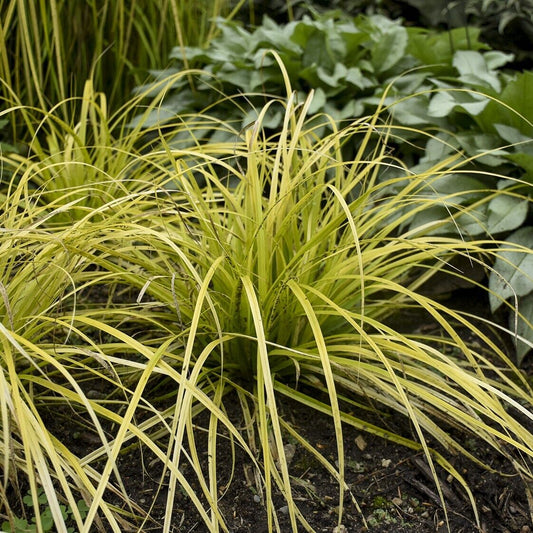 Evercolor 'Everillo' Japanese Sedge Carex Shade Grass Hosta Companion 