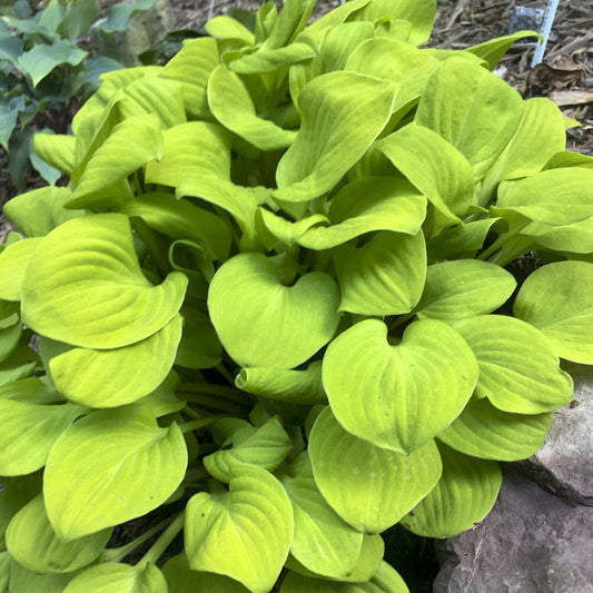 Hosta Sun Mouse Well Rooted 5.25" Pot Perennial Shade Plant MINI Established