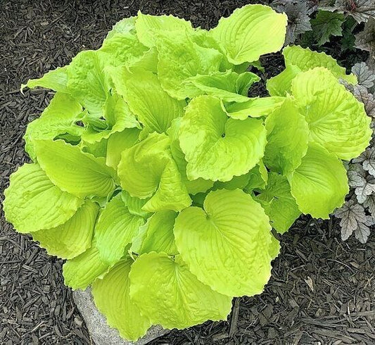 Hosta Seven Year Itch 5.25" Pot Well Rooted Perennial Shade Electric Color