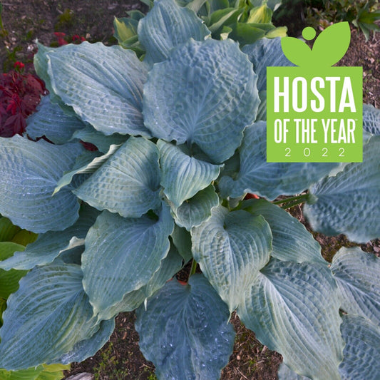 Hosta Diamond Lake Rooted 5.25" Pot Perennial Proven Winners Hosta of the Year