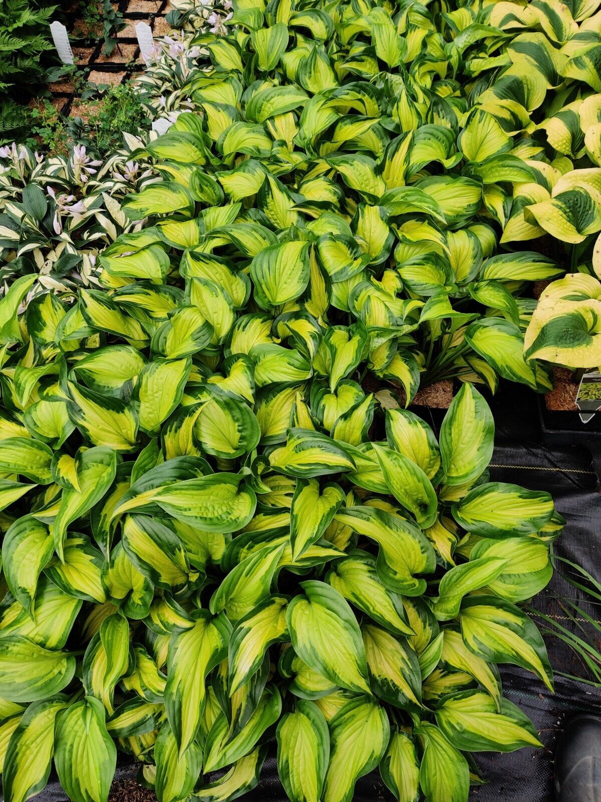 Hosta Etched Glass Well Rooted 5.25" Pot Perennial Proven Winners