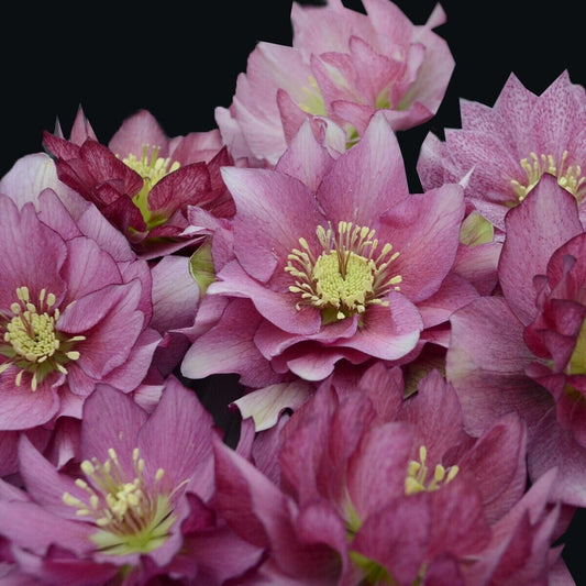 Hellebore 'Maid of Honor' Well Rooted 5.25" Pot Perennial Plant Lenten Rose