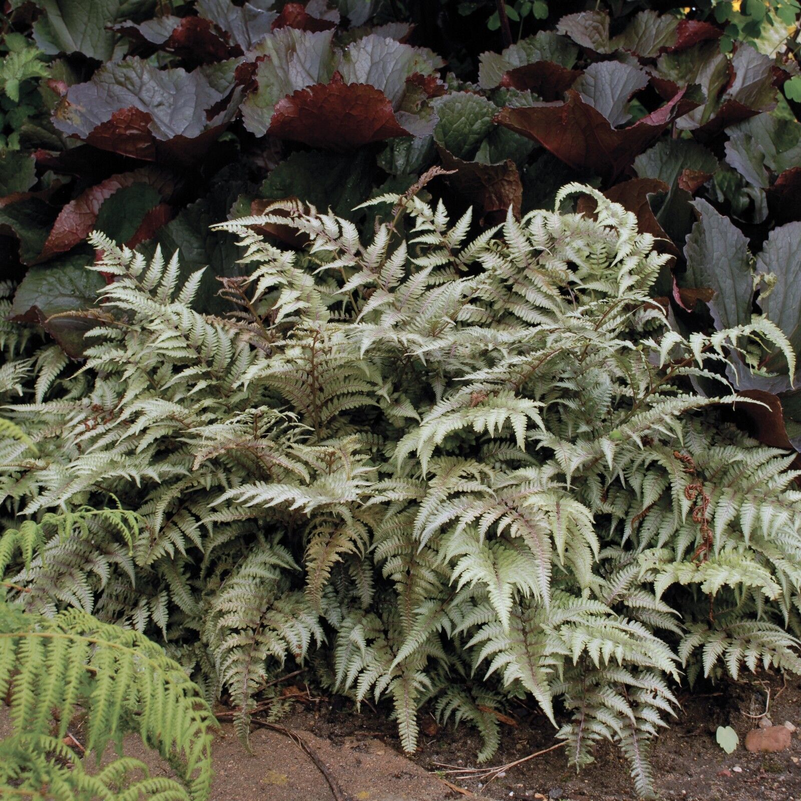 Athyrium niponicum 'Pictum' Japanese Painted Fern Well Rooted Plant 5.25" Pot