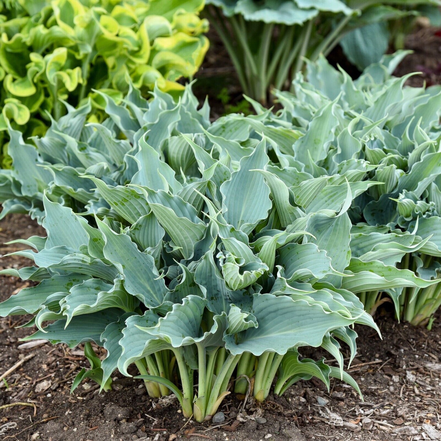 Hosta Waterslide Well Rooted 5.25" Pot Perennial Shade Plant Proven Winners