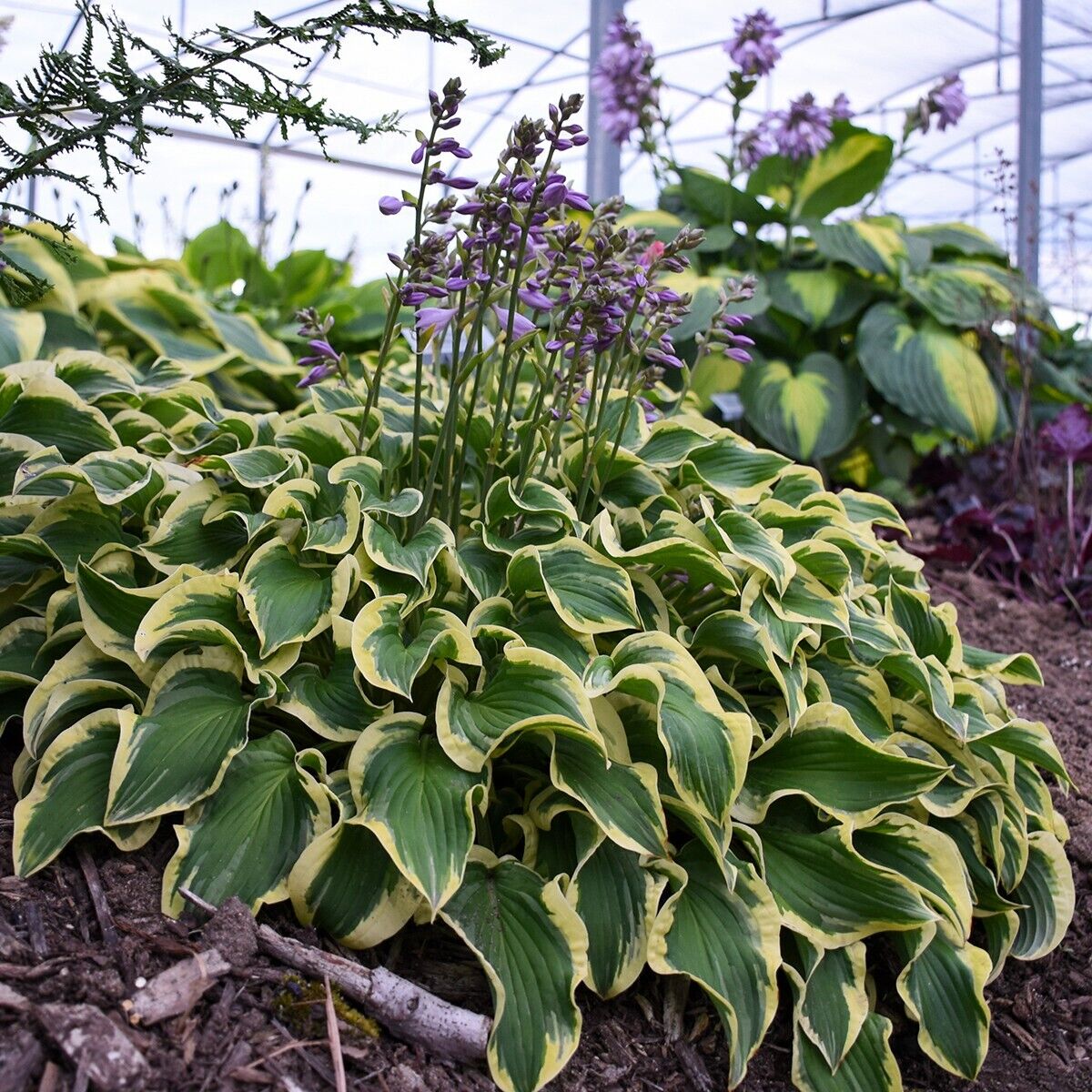 Hosta Wrinkle in Time Well Rooted 5.25" Pot Perennial Shade Hardy Plant