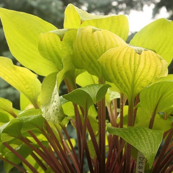 Hosta Designer Genes 5.25" Pot Well Rooted Perennial Shade Red Stems!