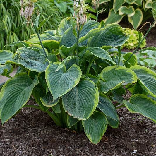 Hosta Wu-La-La 5.25" Pot Well Rooted Perennial Shade Unusual Proven Winners