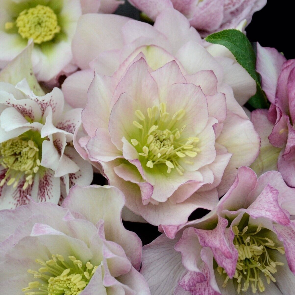 Hellebore 'Flower Girl' Well Rooted 5.25" Pot Perennial Plant Winter Blooms