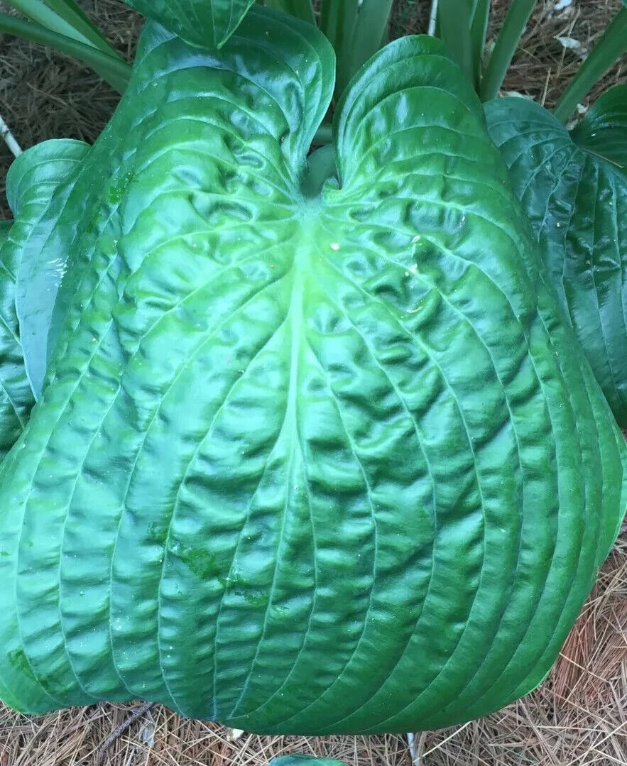 Hosta Lord Puckersheen 5.25" Pot Well Rooted Perennial Shade Glossy and Textured