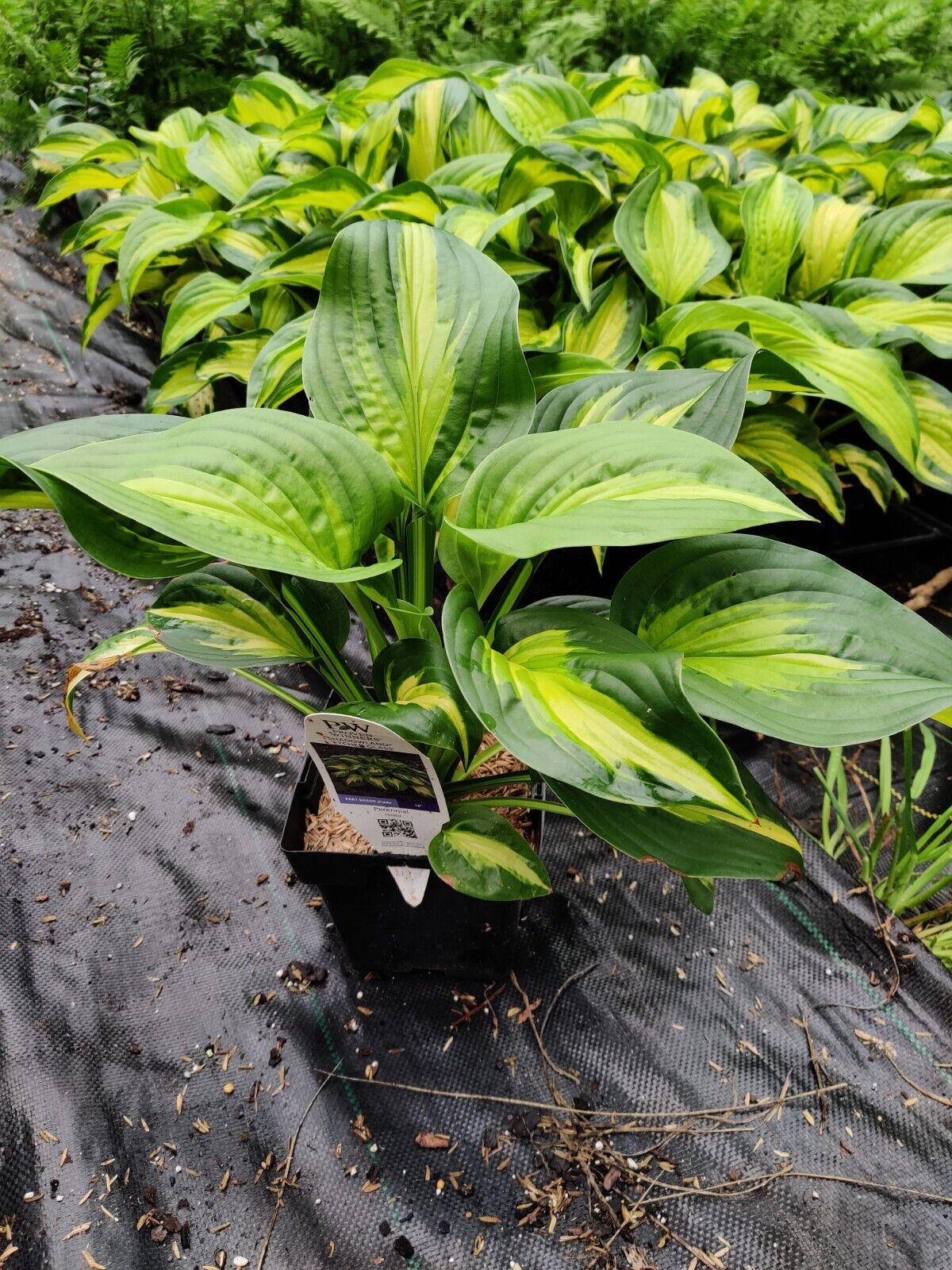 Hosta Etched Glass Well Rooted 5.25" Pot Perennial Proven Winners