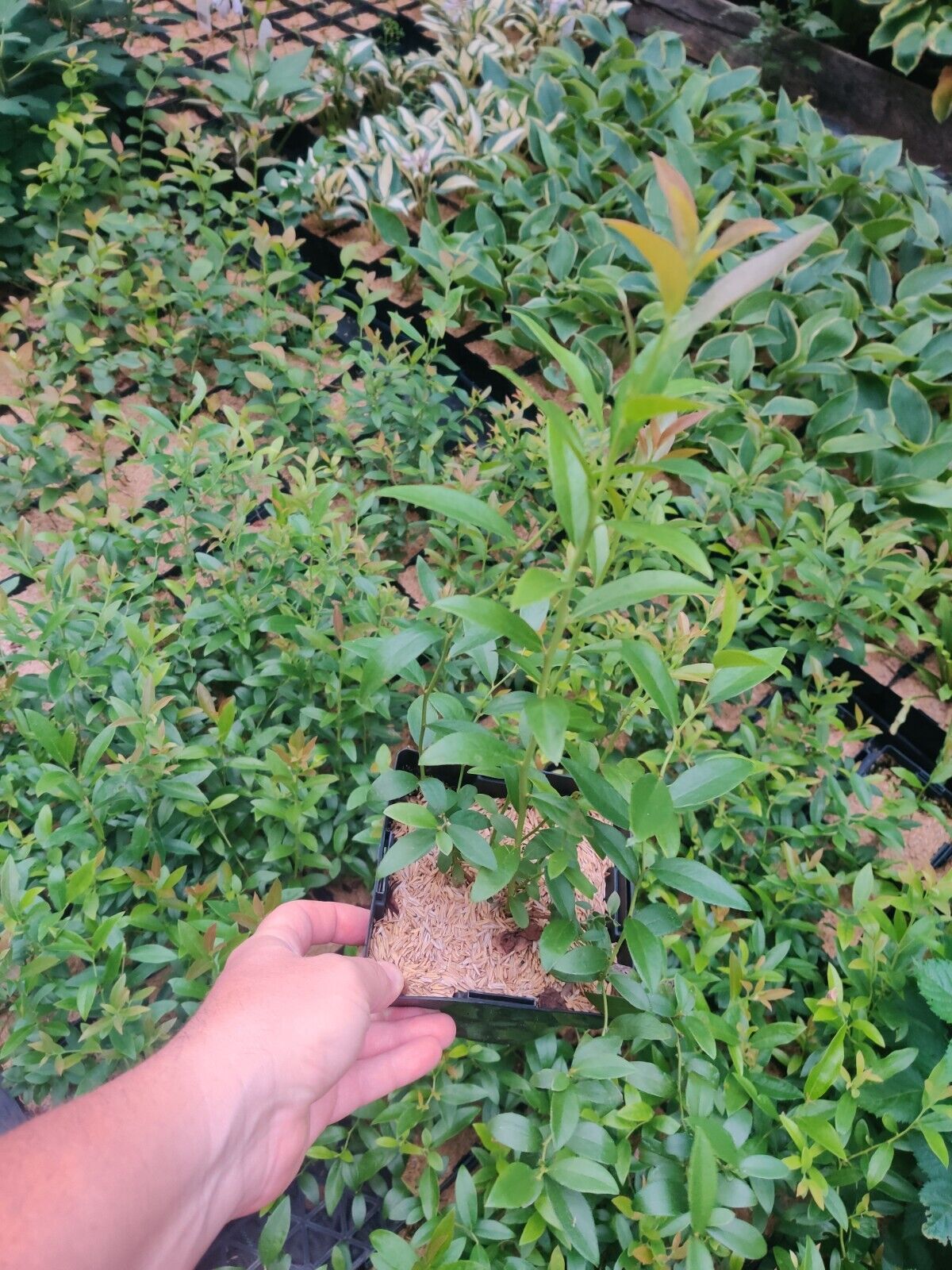 Pink Lemonade Blueberry Edible Fast Growing Fruit 5.25" Pot Perennial UNIQUE