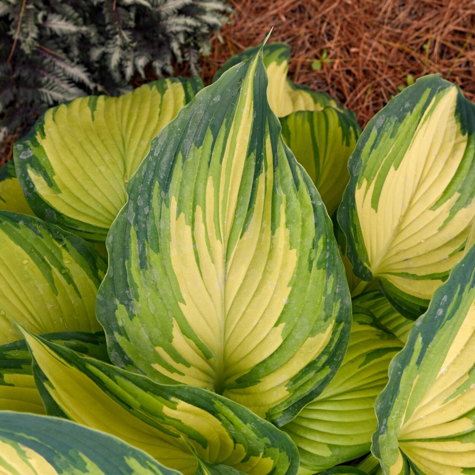 Hosta My Fair Lady 5.25" Pot Well Rooted Perennial Shade Plant Tricolor