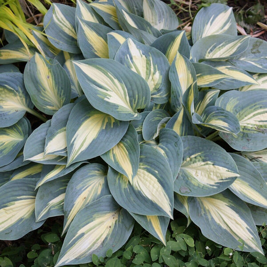 Hosta High Society 5.25" Pot Well Rooted Perennial Shade Plant June Sport