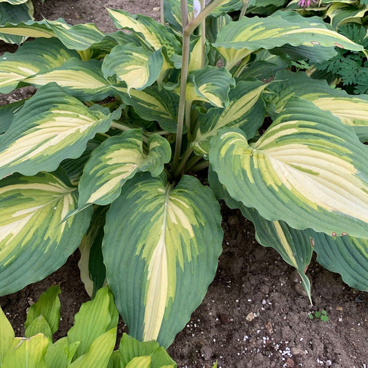 Hosta Love Story Well Rooted 5.25" Pot Perennial Proven Winners