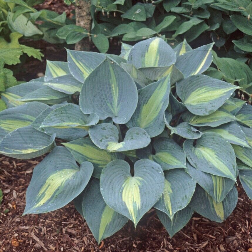 Hosta Touch of Class 5.25" Pot Well Rooted Perennial Shade Plant June Sport