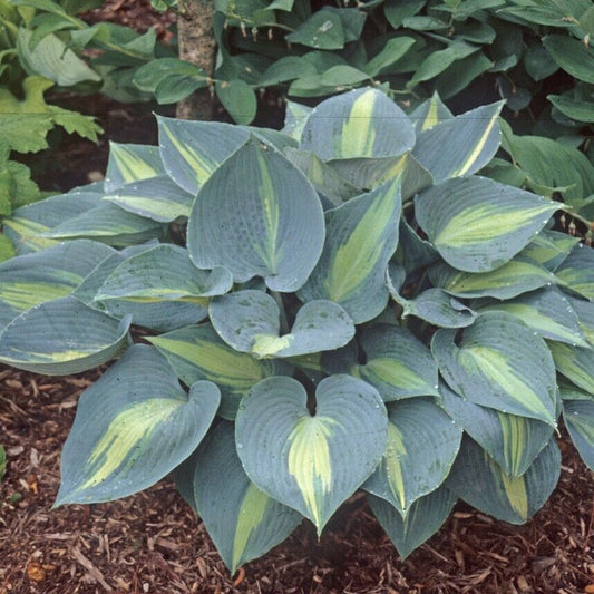 Hosta Touch of Class 5.25" Pot Well Rooted Perennial Shade Plant June Sport