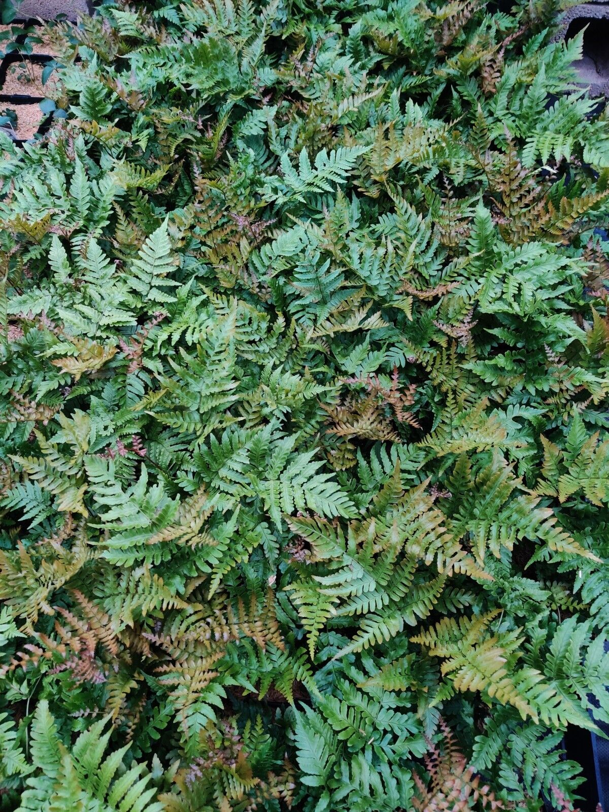 Dryopteris erythrosora 'Brilliance' Autumn Fern Well Rooted Plant 5.25" Pot