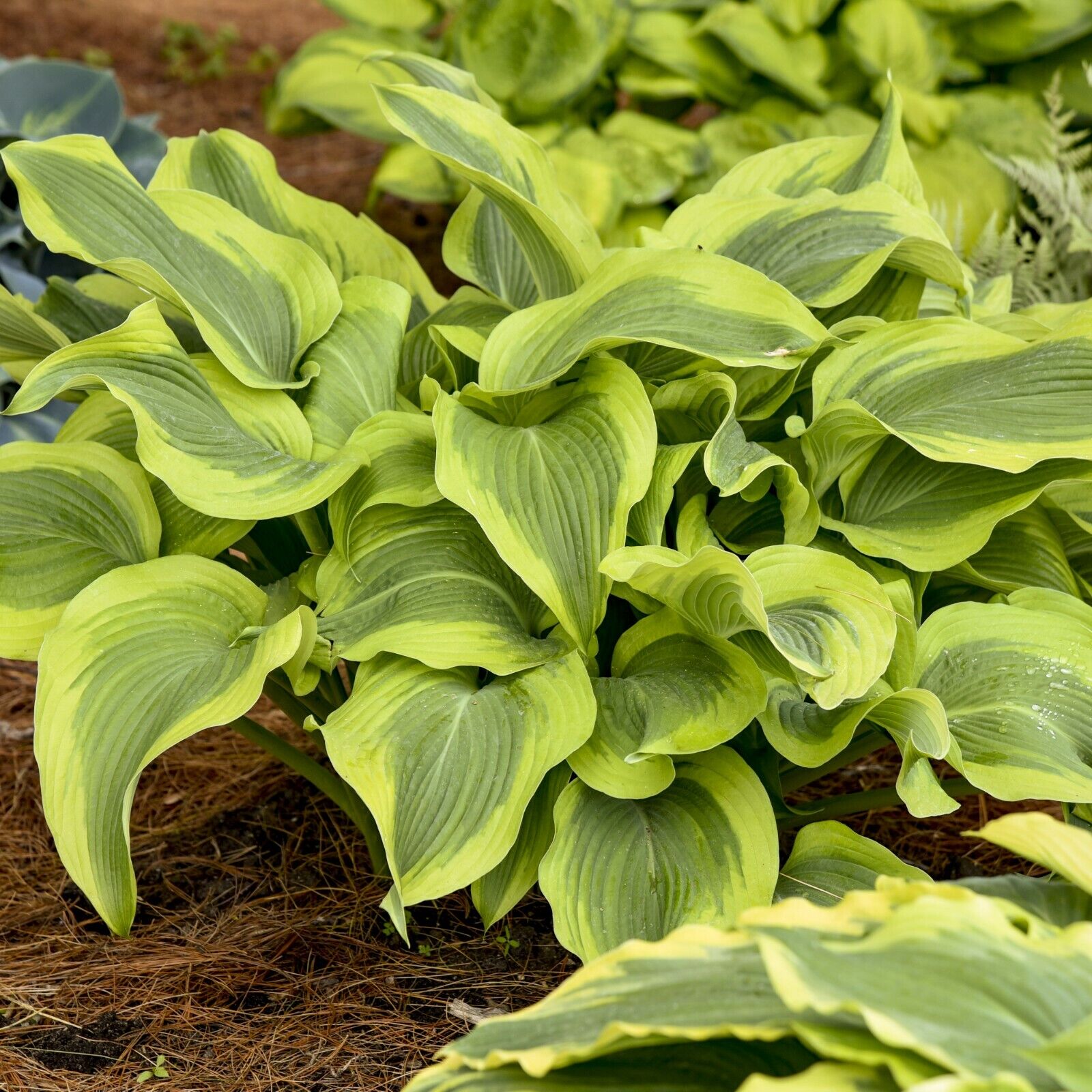 Hosta Atlantis Well Rooted 5.25" Pot Perennial Shade Bright and Colorful