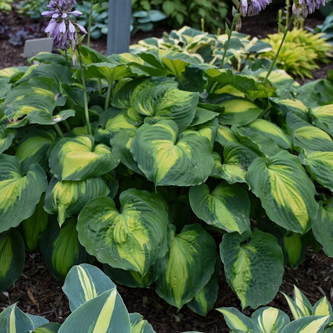 Hosta Beyond Glory 5.25" Pot Well Rooted Perennial Shade Unusual Colorful
