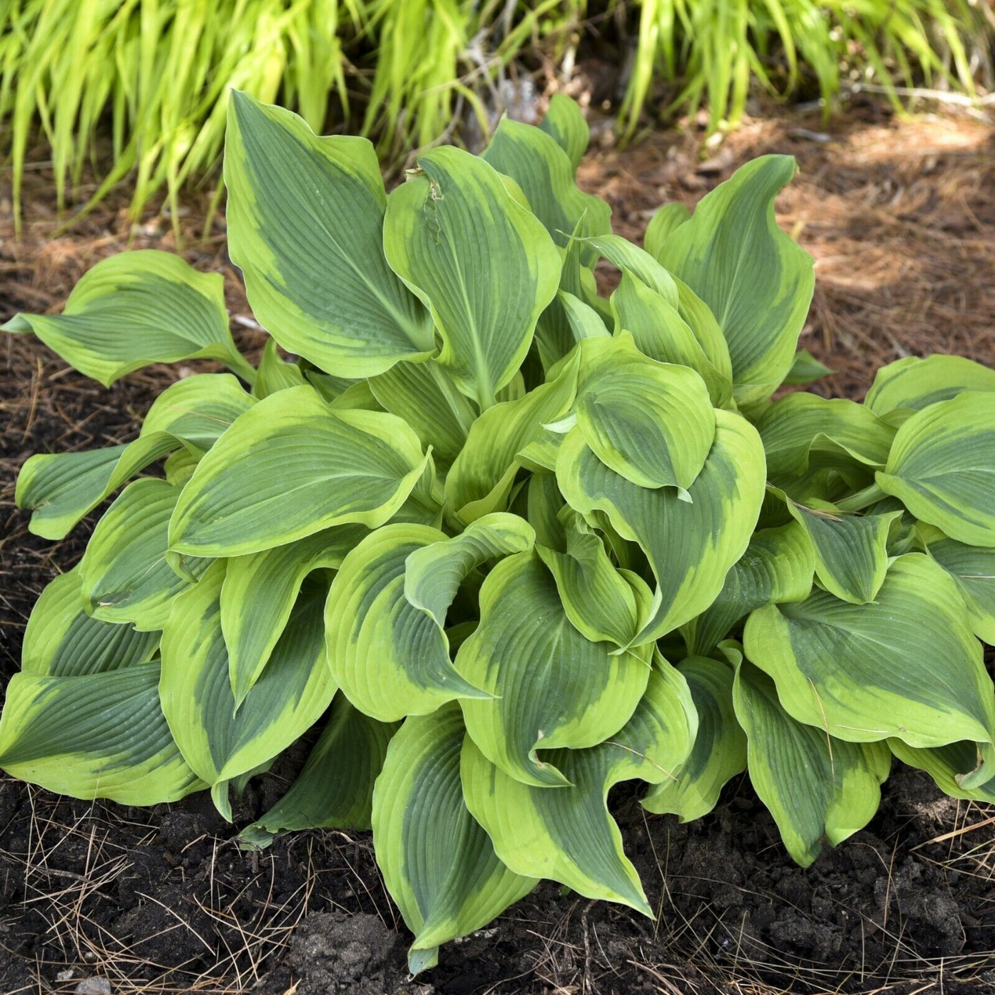 Hosta Atlantis Well Rooted 5.25" Pot Perennial Shade Bright and Colorful