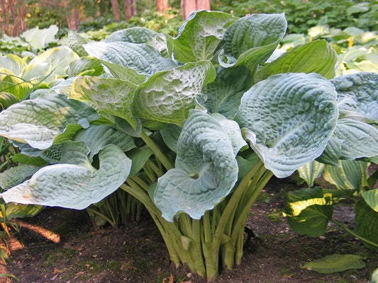 Hosta Deep Waters 5.25" Pot Well Rooted Perennial Shade Blue Corrugated