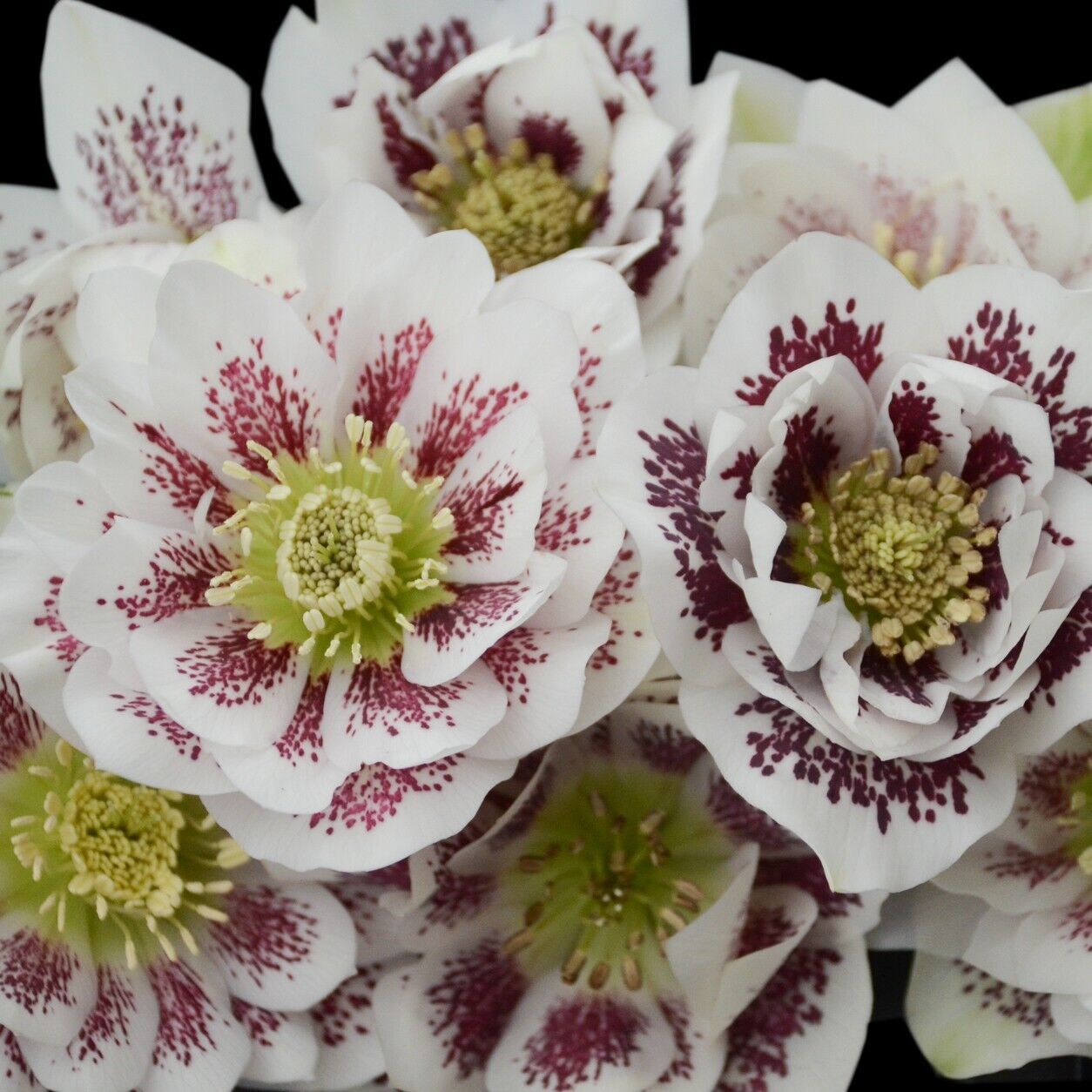 Hellebore 'Confetti Cake' Well Rooted 5.25"  Perennial Plant Lenten Rose