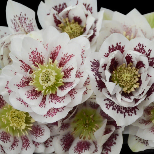 Hellebore 'Confetti Cake' Well Rooted 5.25"  Perennial Plant Lenten Rose