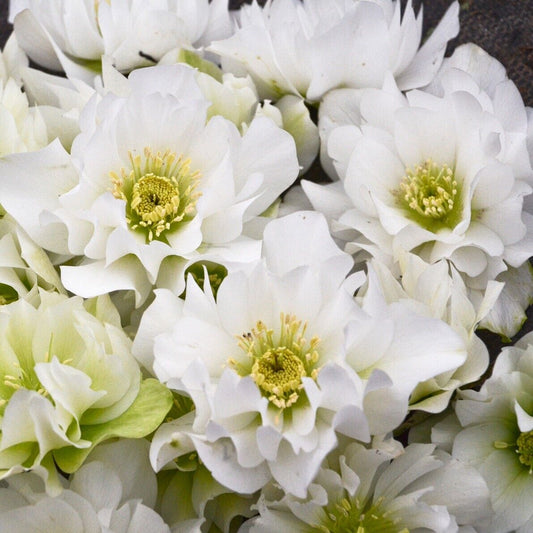 Hellebore 'Wedding Bells' Well Rooted 5.25" Pot Perennial Plant Lenten Rose