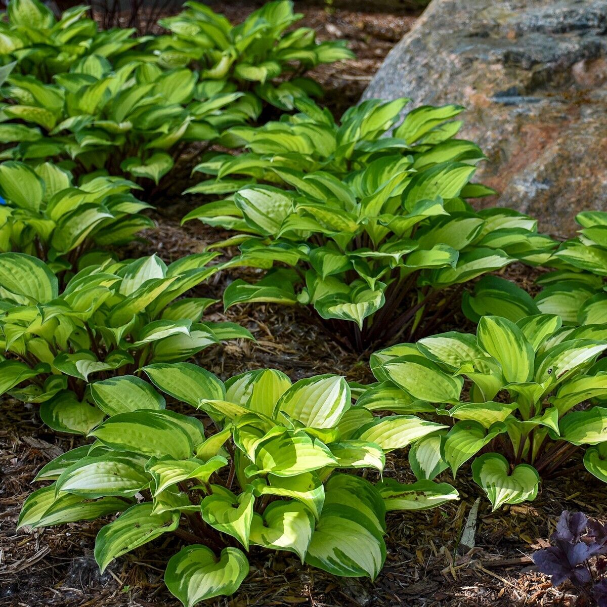 Hosta Island Breeze 5.25" Pot Well Rooted Perennial Shade Small and Colorful