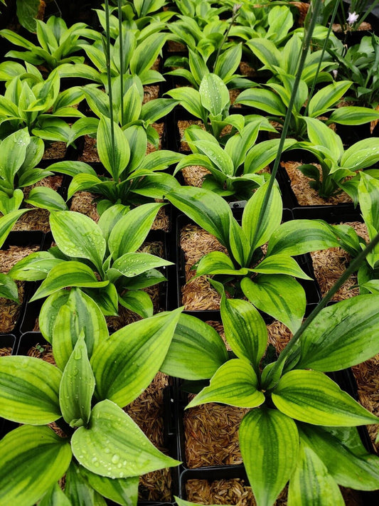 Hosta Luna Moth 5.25" Pot Well Rooted Perennial Shade Plant